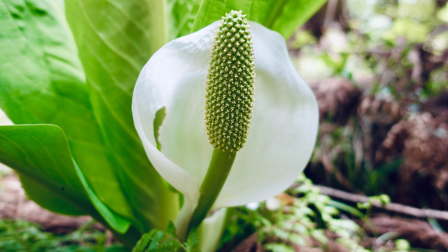 水芭蕉